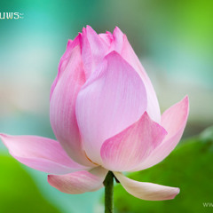 ทำวัตรเช้า