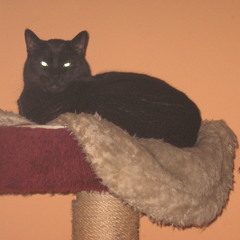 For Louise #CrazyCatMix#(1998)