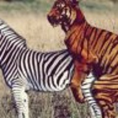 I Love Bitches With Big Booties.