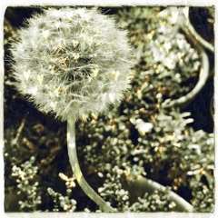 Madame Haricots Takes Afternoon Tea