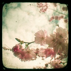 Cama! // Paula Daunt