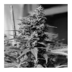 BRON-K,WAX&OJIBAH/支払いはシュークーちゃんで