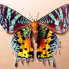 Gotye - I Used To Know Somebody (Neon Moth Remix)