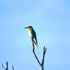 Winter Solstice 21 June 2012 - Rainbow Bee-eater - Merops ornatus
