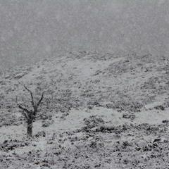 White Meadows