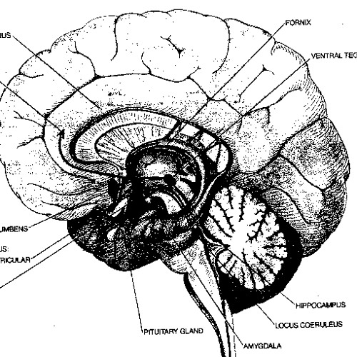 limbic system