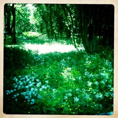 The Garden