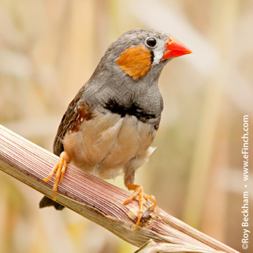 Stream Timor Zebra Finch song by eFinch.com | Listen online for free on