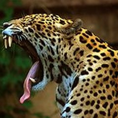 Killer iNdustries - Jaguar (WIP)