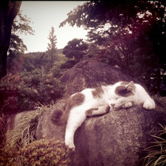 Petite et accipietis, pulsate et aperietur vovis.