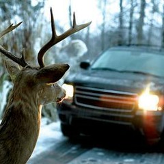 A Deer In The Headlights