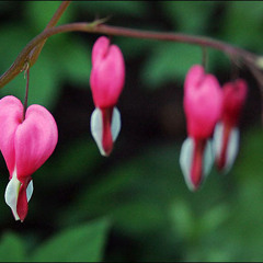 Eddie Sender feat. C'hantal - Please Forgive (DJ Rensz Bootleg)