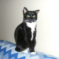 Fuck You and the Old Testament You Rode In On