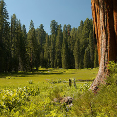 CoaGoa - Sequoia Valley