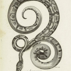 Boa