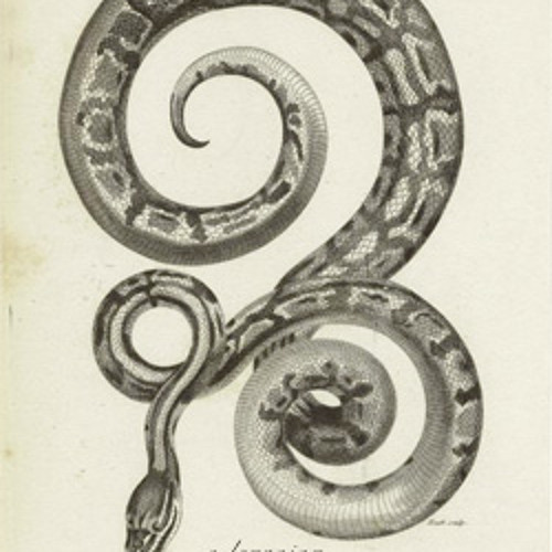 Boa