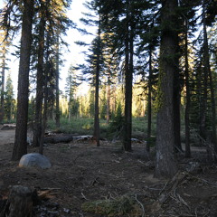 20120701-Hermit thrush - dawn song in the Sierra Nevad's