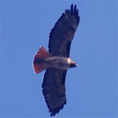 Is this what a Bald Eagle sounds like?