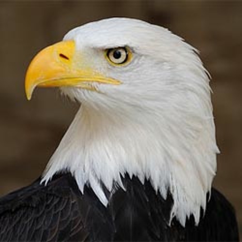 or is this the cry of a bald eagle by or is this the cry of a bald eagle by