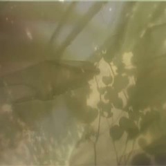 Christian Löffler - William