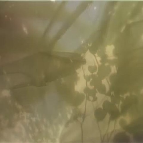 Christian Löffler - William