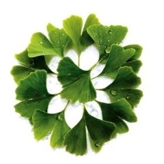 Slaughterhouse Quintet: Gingko Biloba