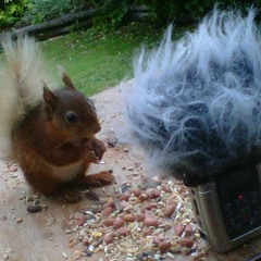 Red squirrel attacking microphone