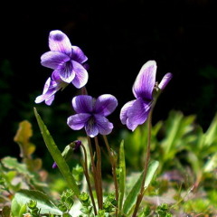 조동진-제비꽃(Cover)