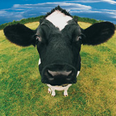 Rump Shake (preview)