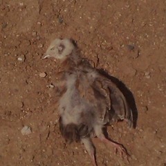 S.pineda - The Big Heads