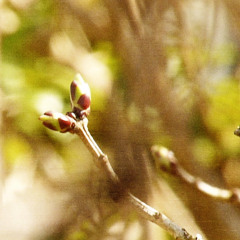 When wrens were welders