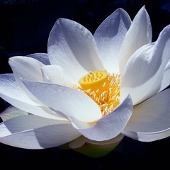 PDR Crew - Lótus part. Milsinho Sá e Viralataz  [Prod. Till Danny]