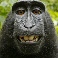 Minimal l'aNimal