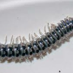 Dissonant chord - Anomalia