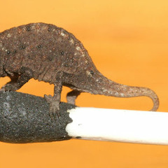 Chamelion future skin