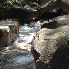 어제 내린 빗물 계곡 물소리 at 대동사 밑 계곡