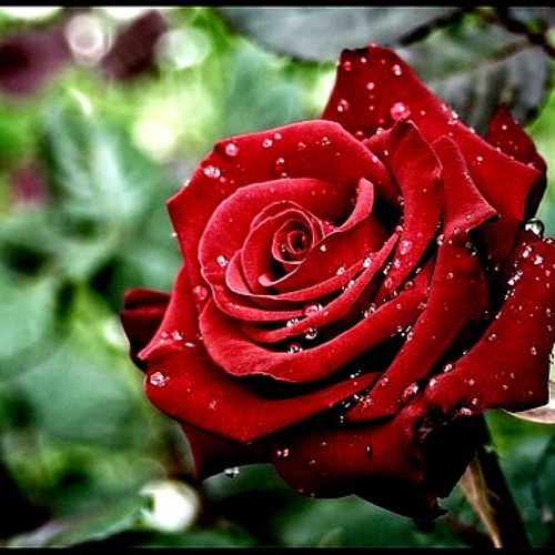 شعر