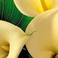 CANCION GRIS, de Américo Martínez