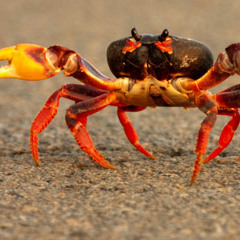 Crab Walking [FREE DOWNLOAD]
