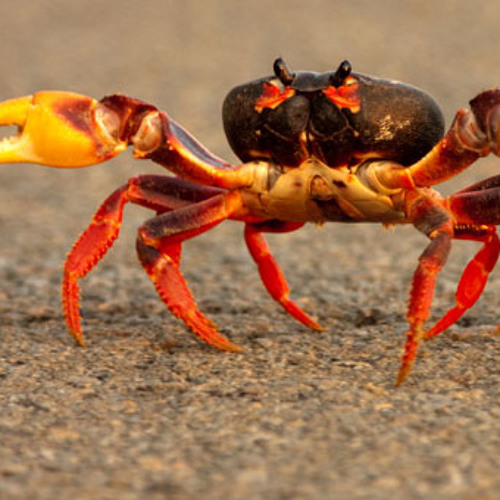 Crab Walking [FREE DOWNLOAD]
