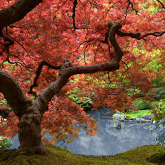 The Peacocks (A Timeless Place)
