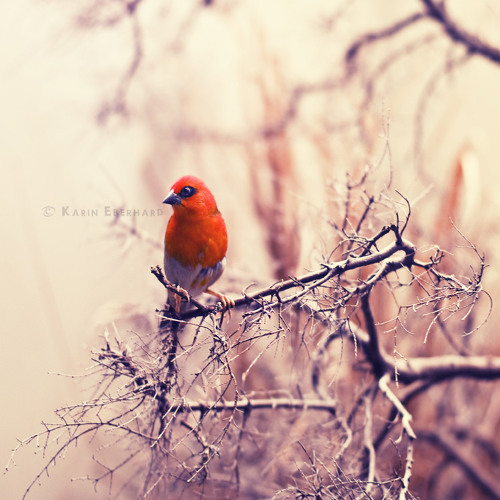 كَلبي حاير ـ زيد الياسري