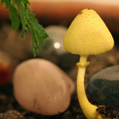 Cabelo Branco - Cogumelos Amarelos