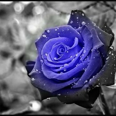 Prevail (Give My Flowers)