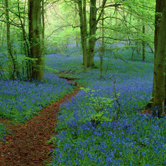 electroclown ft Maya Nadir - Cararea