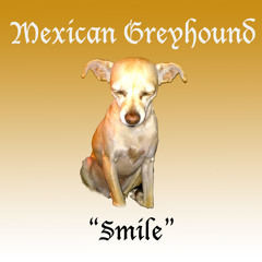 Mexican Greyhound - Smile