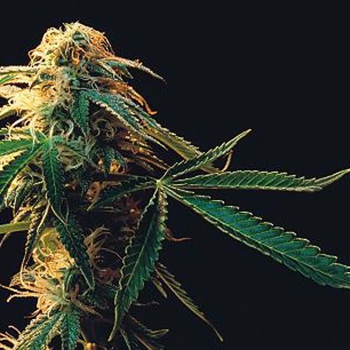 ComPlex- Schweigen Ist Grün