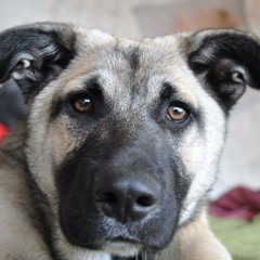 The Moon Doesn't Care (by Fox Acorn)