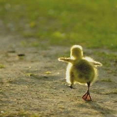 Trying to Fly
