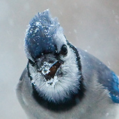 F    'n Blizzard-  Luke Highwalker aka. Cool Hand--     [Prod. *MK]